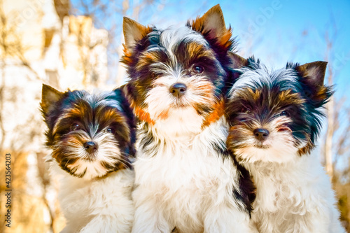 Photography Happy dog,Little  couple of dogs in love together