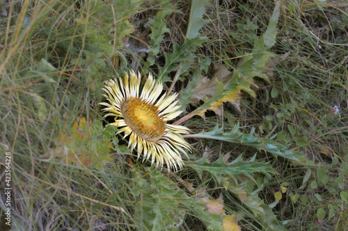 Closeup flower stemless carline thistle, Carlina acaulis