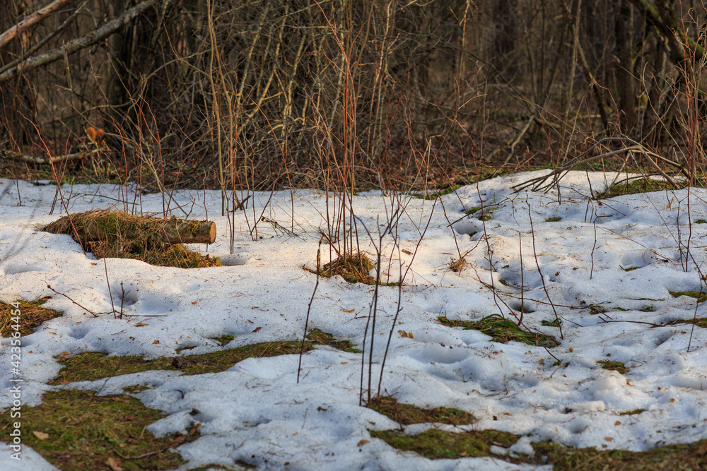 snowy glade in the forest in spring snowy glade in the forest in spring