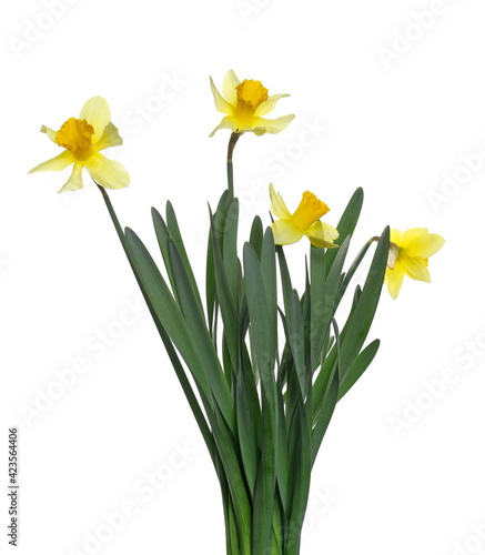 Spring blooming daffodils, flower (Narcissus) isolated on white background, clipping path