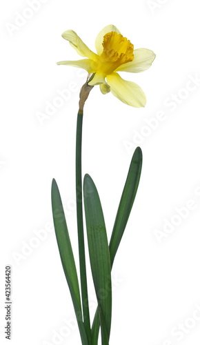 Spring blooming daffodils, flower (Narcissus) isolated on white background, clipping path
