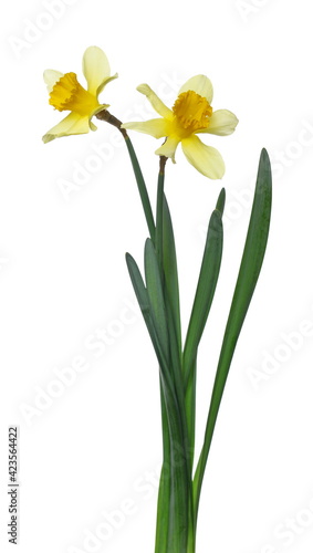 Fototapeta Naklejka Na Ścianę i Meble -  Spring blooming daffodils, flower (Narcissus) isolated on white background, clipping path