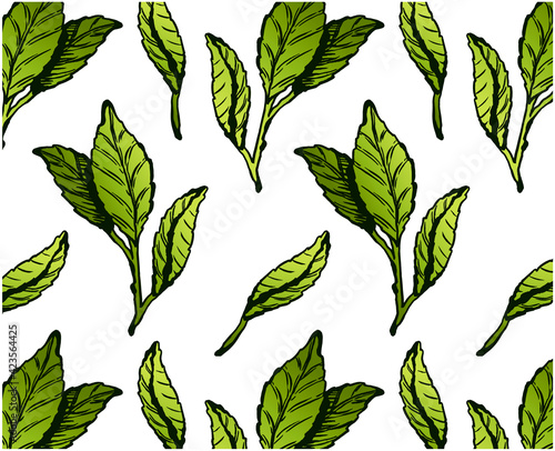Green tea leaves pattern isolated on white background. Sketch hand drawn wallpaper of matcha tea leaf. Botanical, asian, organic, plant, garden, line art, outline. Vector illustration