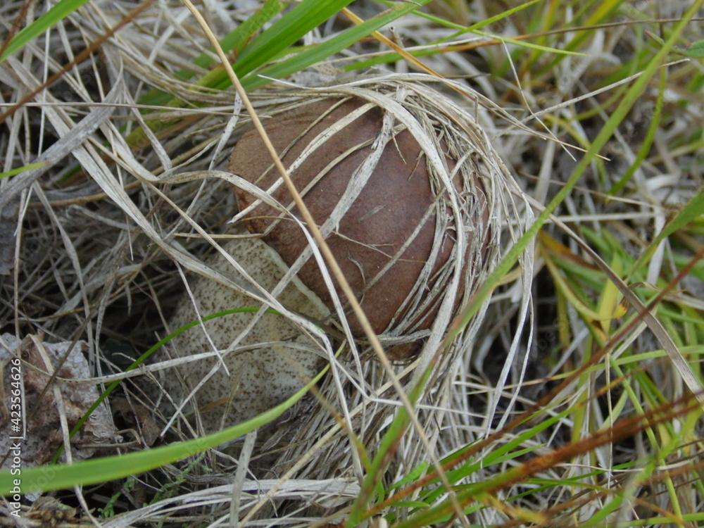 Obraz premium shelter