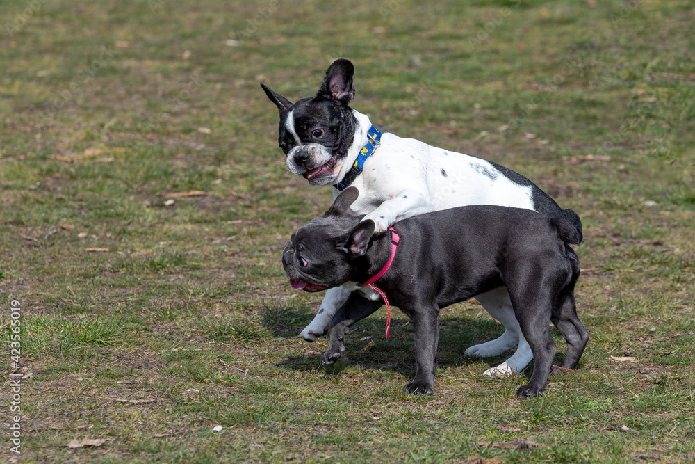 French Bulldog