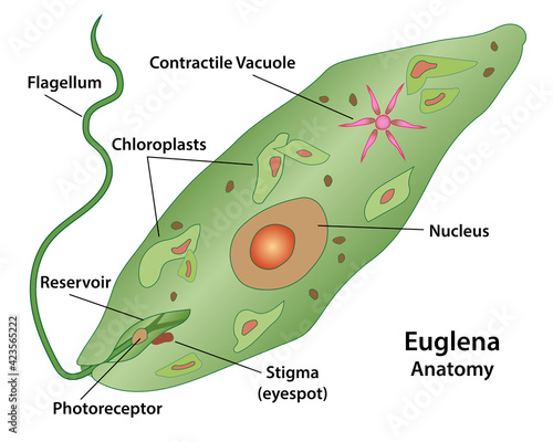 Euglena, cell anatomy of a protozoa, labeling the cell structures with nucleus, reservoir, photoreceptor, stigma, contractile vacuole, and chloroplasts. 