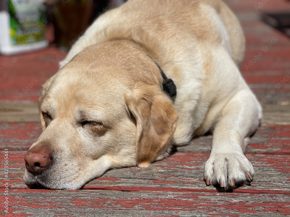 Yellow Labrador retriever napping in the sun on a red deck. 