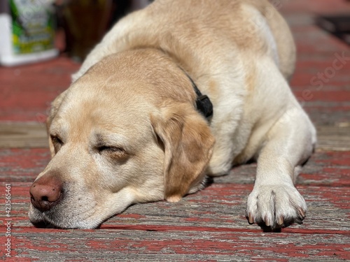 Yellow Labrador retriever napping in the sun on a red deck. 