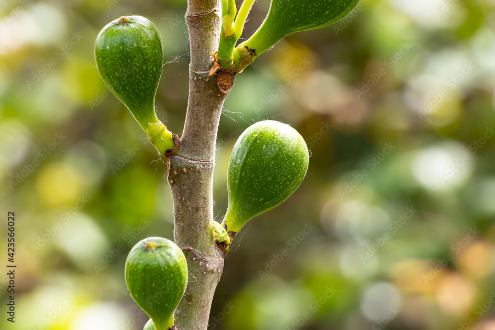 Branch of a fig tree with immature green figs