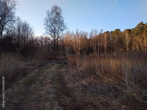 Forest 