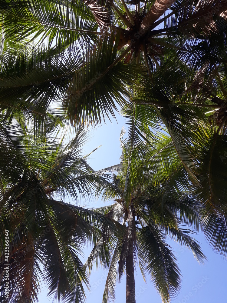 Obraz premium Palmeras