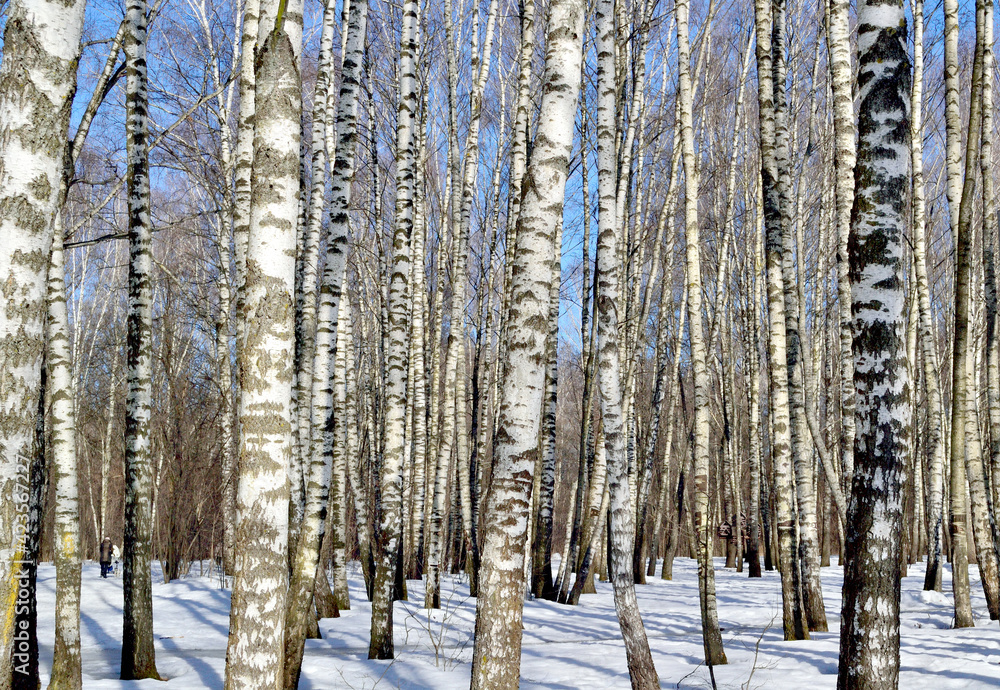 birch grove in early spring on a clear day birch grove in early spring on a clear day