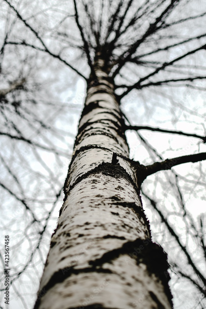 Fototapeta premium It's the most beautiful tree you've ever seen