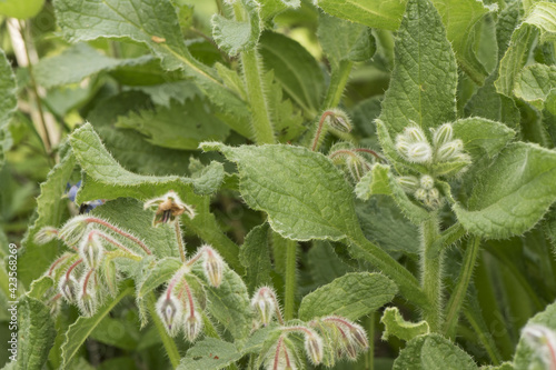 Fotografie Borago officinalis borage green leaves with hairy deep blue flowers with purple