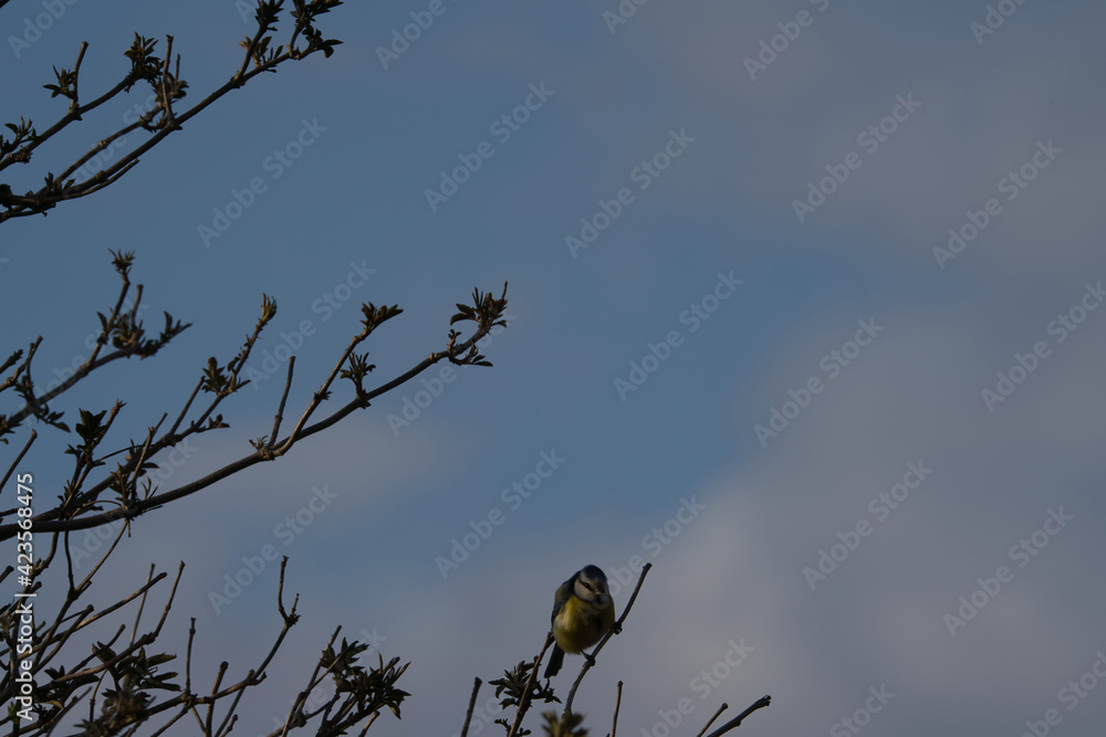 Isolated Great Tit while moving on the branches. Isolated Great Tit while moving on the branches.