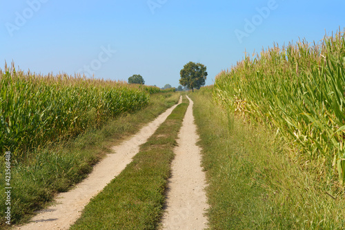 Path in the country near Bereguardo  Pavia  Italy  at September