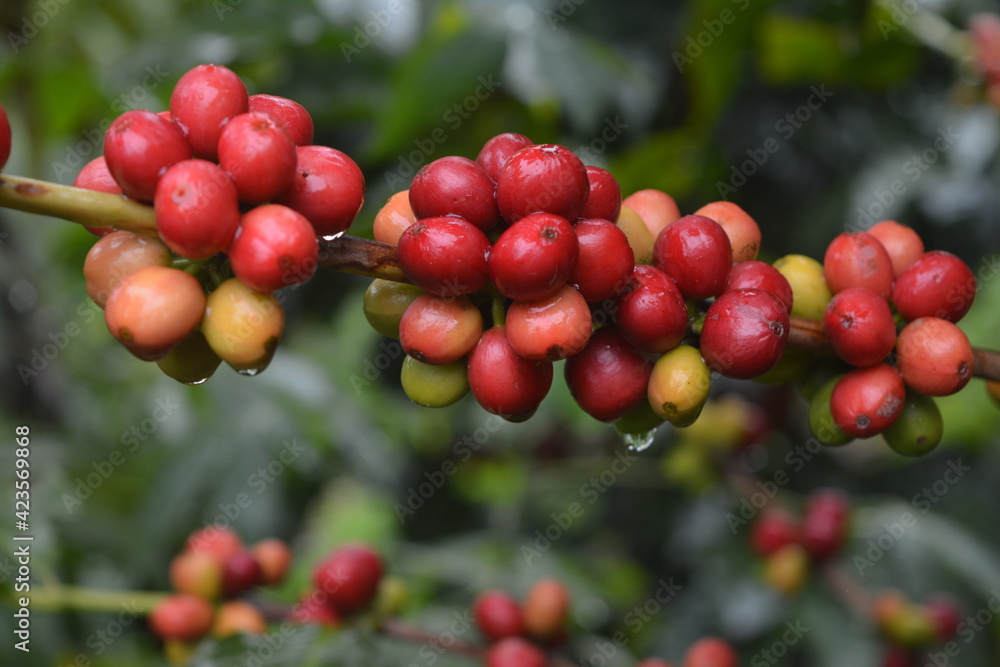 coffee coffee