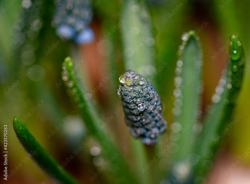 Close-up photo of fresh Grape Hyacinths with water drops on the leaves. Close-up photo of fresh Grape Hyacinths with water drops on the leaves.