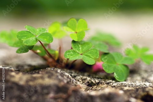 Green leaves of Oxalis growing out of rock.