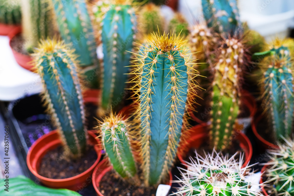 Potted cacti. Trade in exotic plants in the store. Close-up