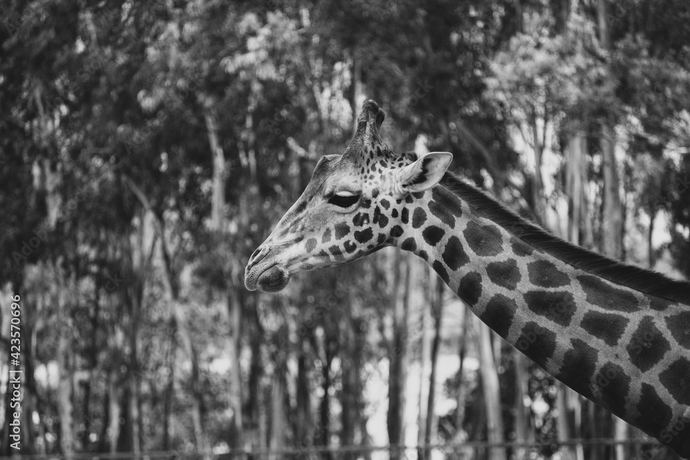 Fototapeta premium The gentle giant 