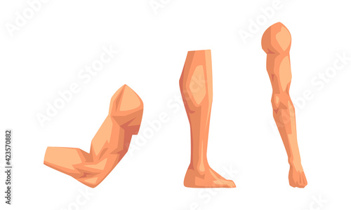 Body Parts with Biceps Muscle, Arm and Leg Vector Set