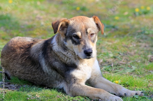 A large dog rests on the grass in the park