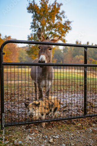 dog in cage