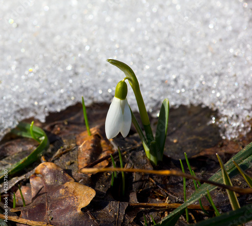Snowdrop is the first flower of spring.