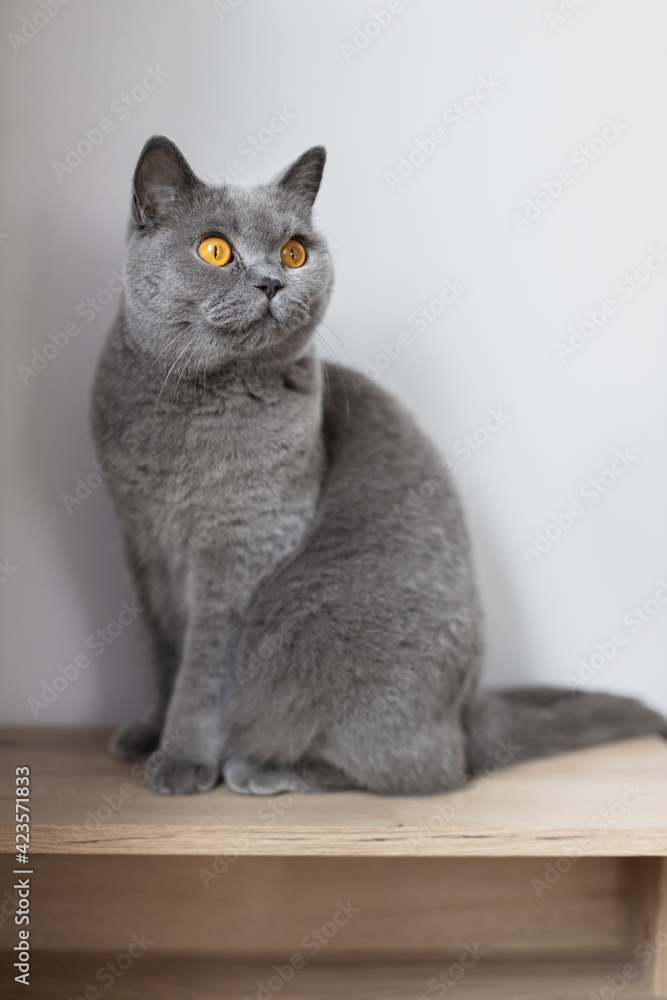 British shorthair cat in home
