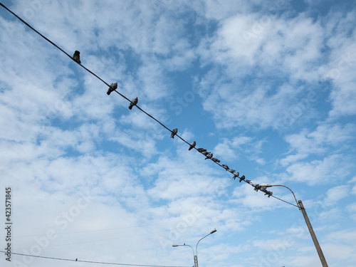 pigeons have flown and sit on electrical wires