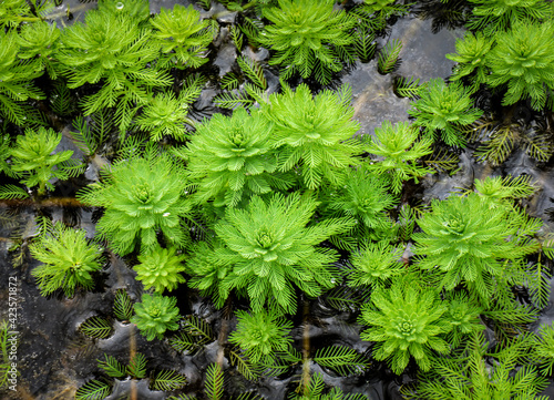 Parrot's Feather (Myriophyllum aquaticum) floating on a pond in North Carolina. Although this is an invasive species it has a very attractive texture and makes the area look more exotic.