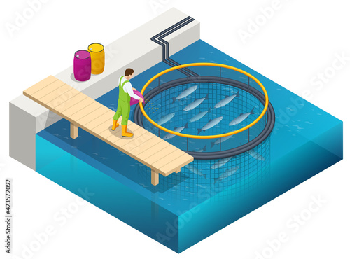 Isometric Fish Farm. Producing Trout and Salmon, Carp, Tilapia, and Catfish. Fish farming or pisciculture involves raising fish commercially in tanks or enclosures such as fish ponds for food.
