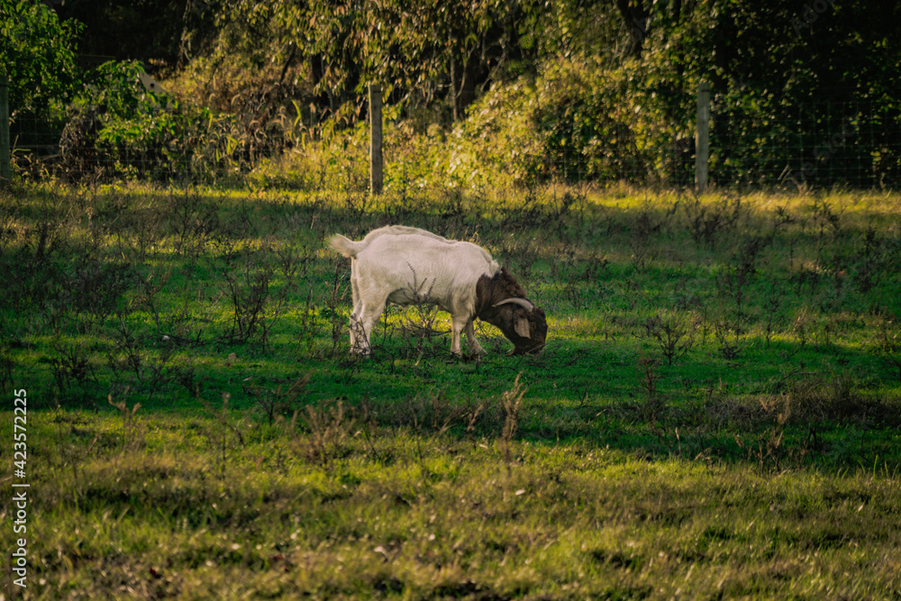 Fototapeta premium sheep grazing in a field