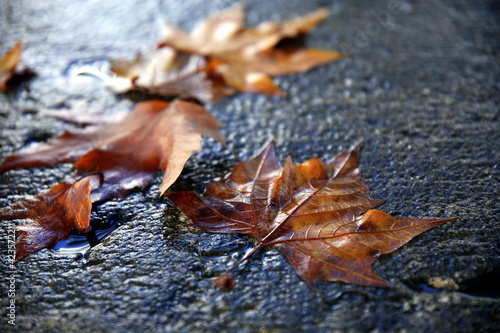 Set of dry overturned leaves on the stone, wet from the rain