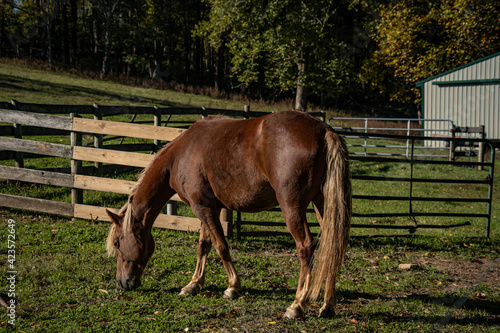 horse and foal