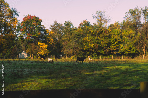 autumn in the park
