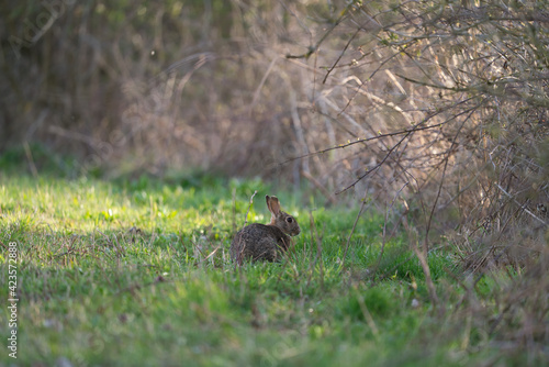 A rabbit is sitting near by a hedge © AdobeTim82