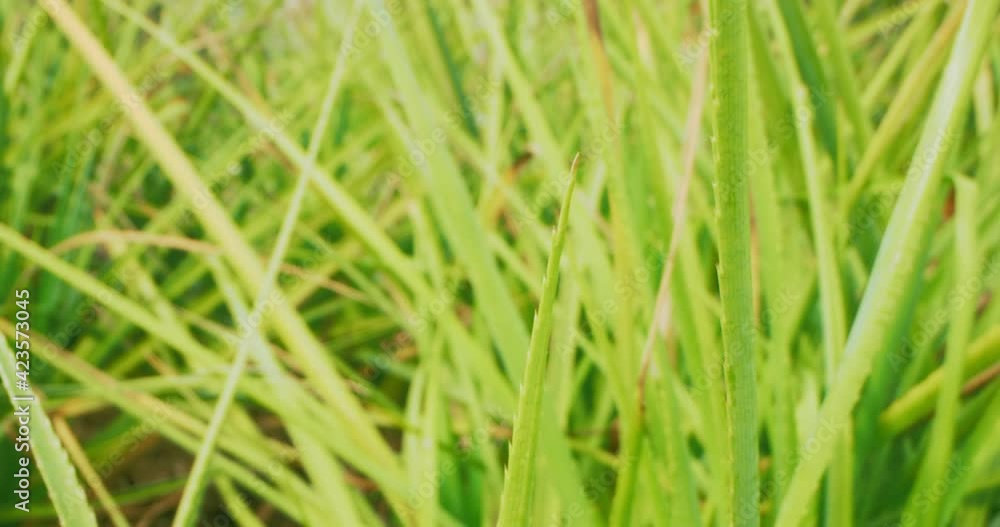 detailed extreme close-up of green grass on the lawn. detailed extreme close-up of green grass on the lawn.