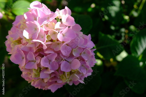 Pink hydrangea flowers with partial sun light