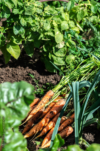 Just uprooted fresh carrots in a vegetable bed in the garden in growing garlic plant and other vegetables background, organic agriculture and food concept 