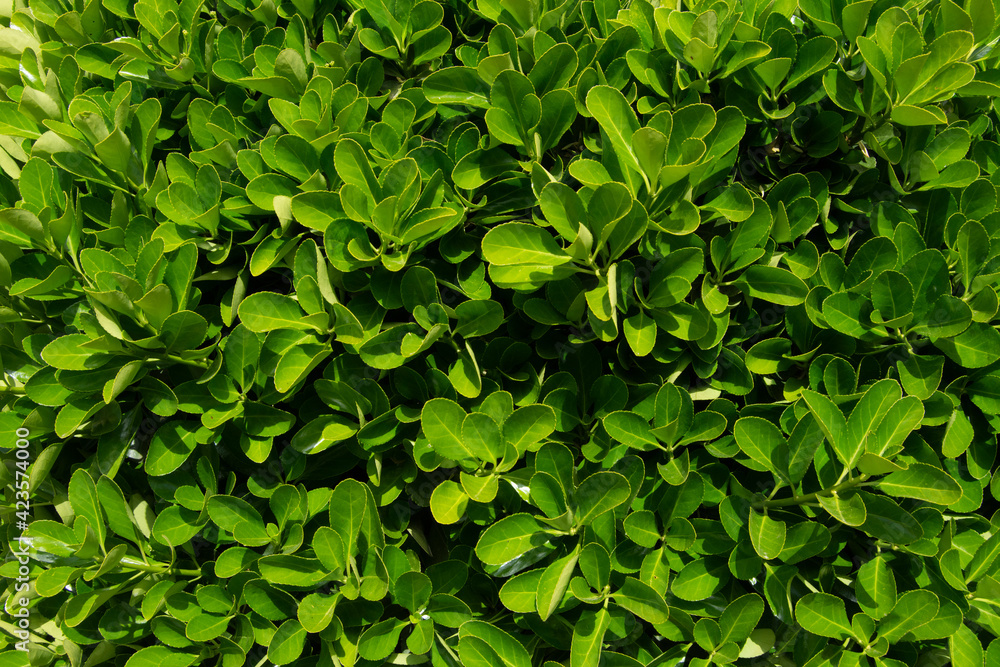 Fondo o textura de seto en el jardín en primvera Fondo o textura de seto en el jardín en primvera