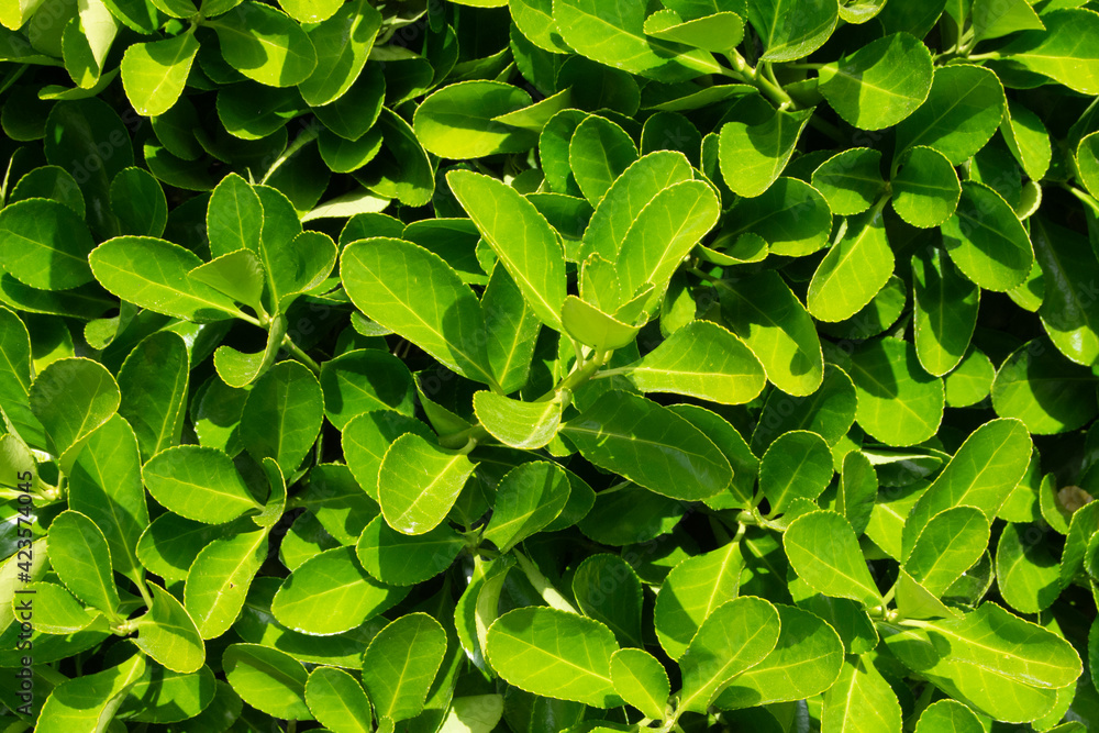 Fondo o textura de seto en el jardín en primvera Fondo o textura de seto en el jardín en primvera
