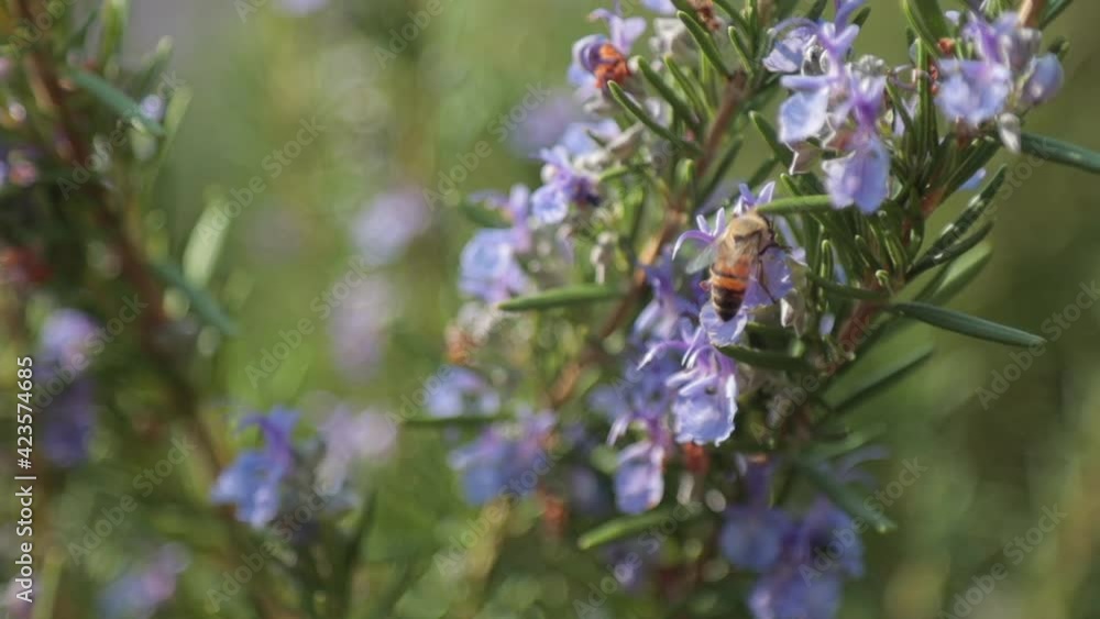 bee on rosemary flower