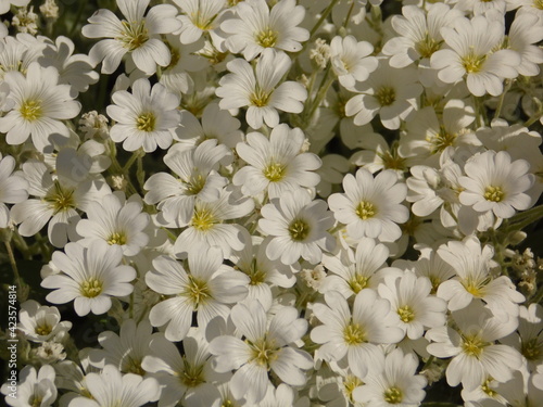 carpet of flowers