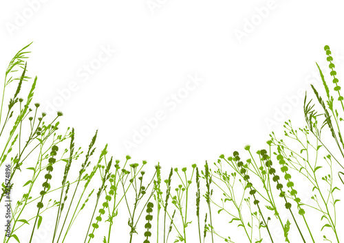 Fototapeta Naklejka Na Ścianę i Meble -  Forest grasses isolated on white - background with green grass border - wild herbs - herbal silhouettes for natural spring and summer design