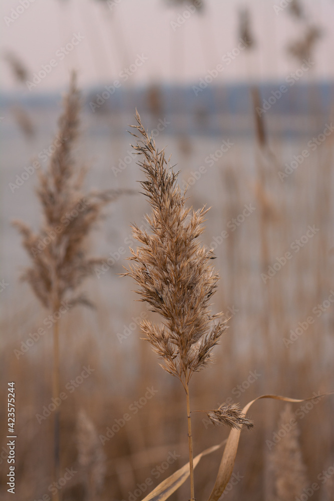 reeds on the lake reeds on the lake