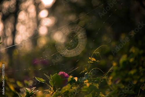 Spider web in the sunshine