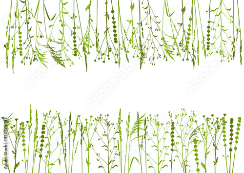 Grassy background with herbal borders - rows of natural wild herbs isolated on white - green grass silhouettes - elements for spring and summer design
