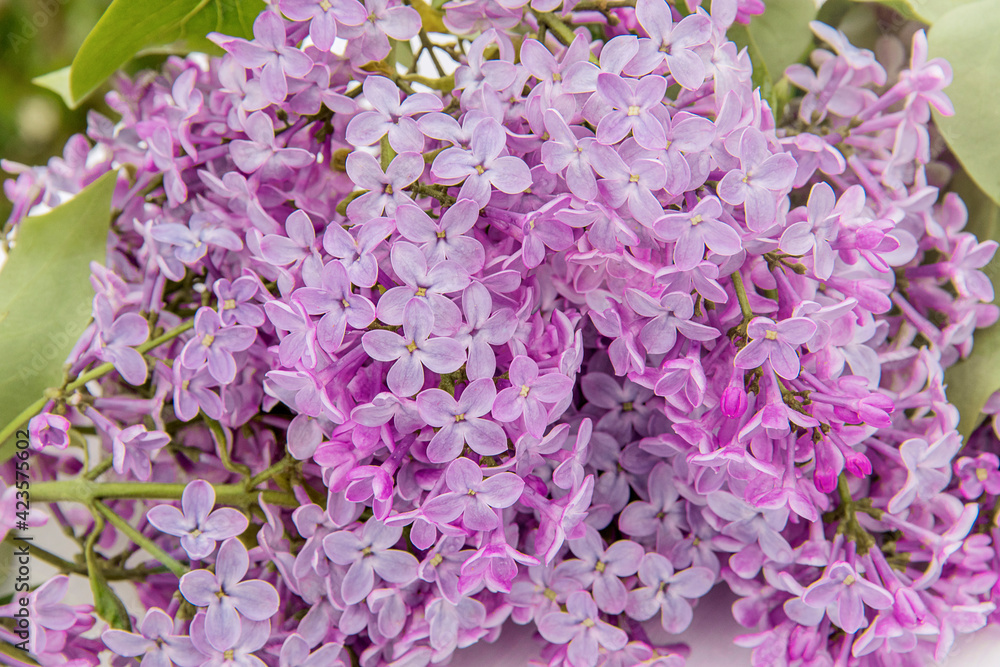 Closeup crop shot of blooming lilac branch. Purple spring flowers wallpaper